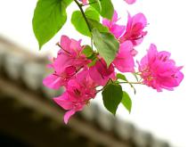 Về nơi an vui! Sống đời Tỉnh thức.