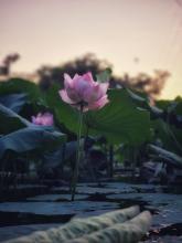 Có bùn mới có sen - Mùa sen nở