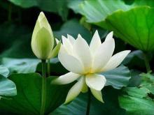 Thấy gì nơi hoa sen 